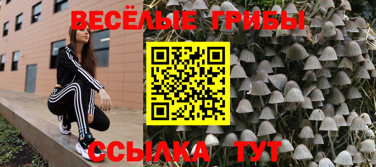 дарнет шоп  Псилоцибиновые грибы Cubensis  Вход с VPN  Нефтекумск 